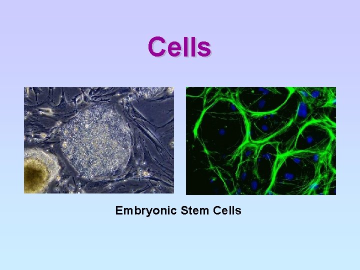 Cells Embryonic Stem Cells 
