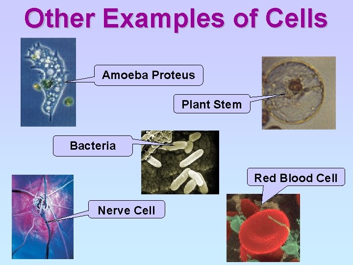 Other Examples of Cells Amoeba Proteus Plant Stem Bacteria Red Blood Cell Nerve Cell