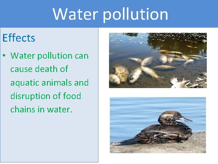 Water pollution Effects • Water pollution cause death of aquatic animals and disruption of