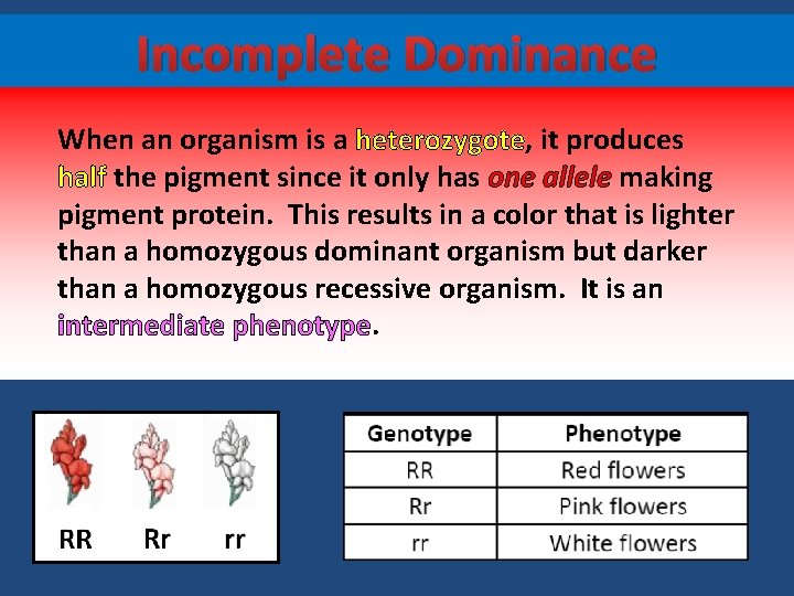 Incomplete Dominance When an organism is a heterozygote, it produces half the pigment since