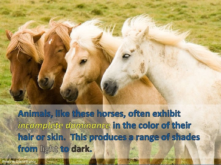 Animals, like these horses, often exhibit incomplete dominance in the color of their hair