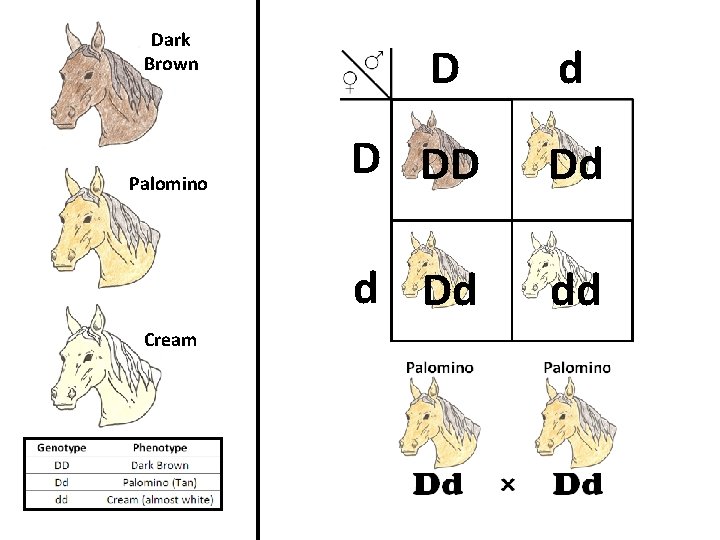 Dark Brown Palomino Cream D d D DD Dd dd 