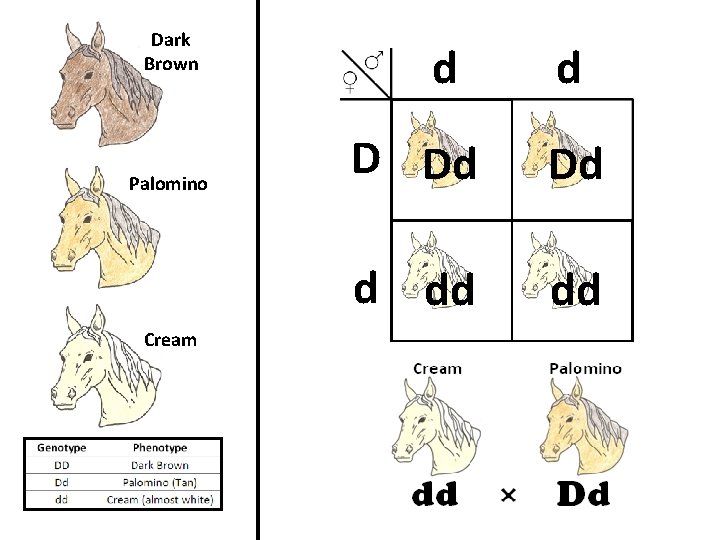 Dark Brown Palomino Cream d d D Dd Dd d dd dd 