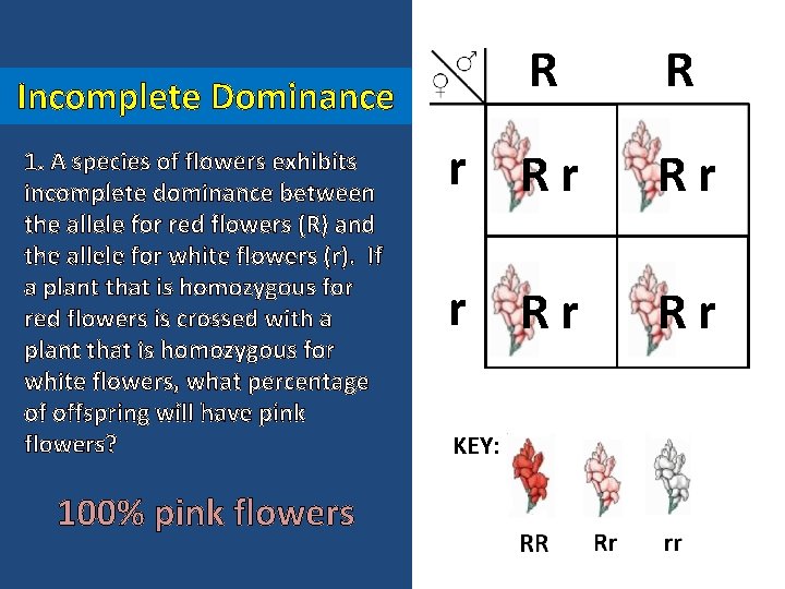 R R r Rr Rr Incomplete Dominance 1. A species of flowers exhibits incomplete