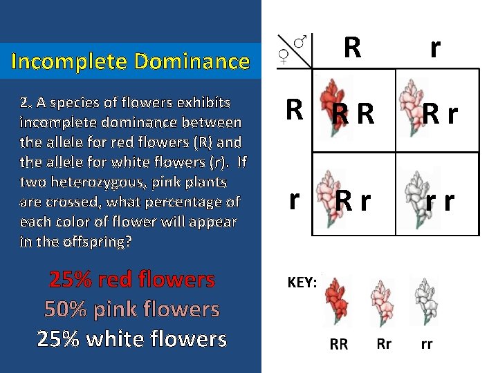 R Incomplete Dominance 2. A species of flowers exhibits incomplete dominance between the allele