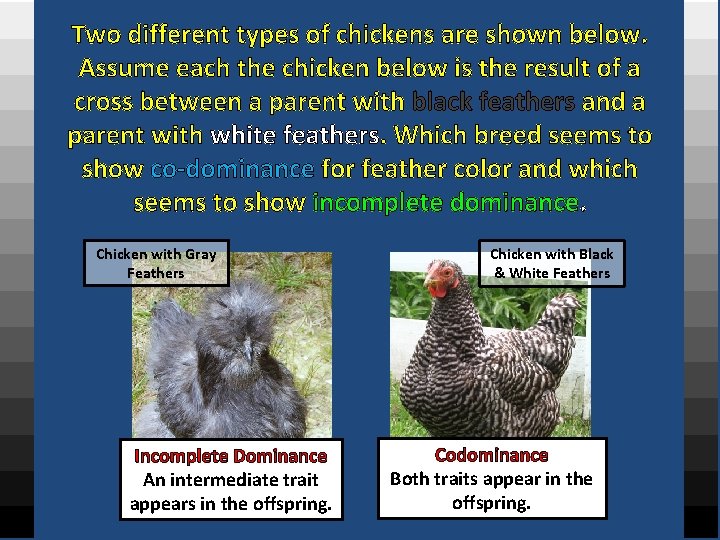 Two different types of chickens are shown below. Assume each the chicken below is