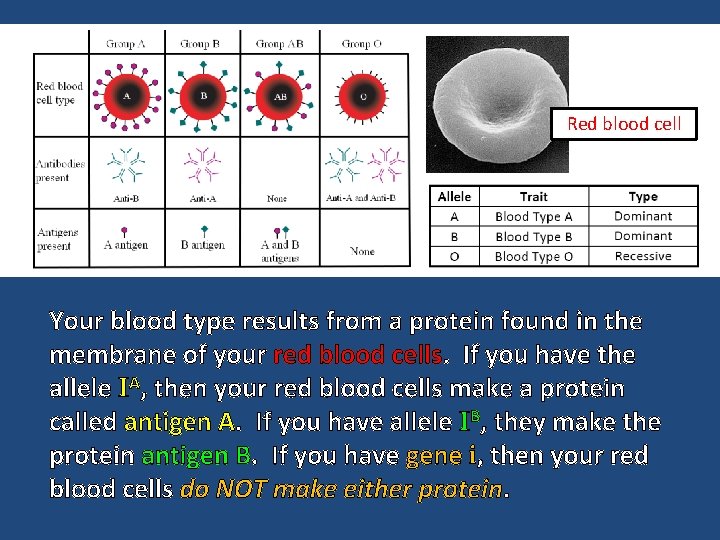 Red blood cell Your blood type results from a protein found in the membrane