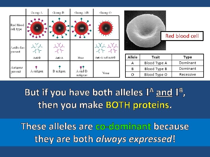 Red blood cell But if you have both alleles IA and IB, then you