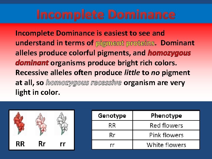 Incomplete Dominance is easiest to see and understand in terms of pigment proteins. Dominant