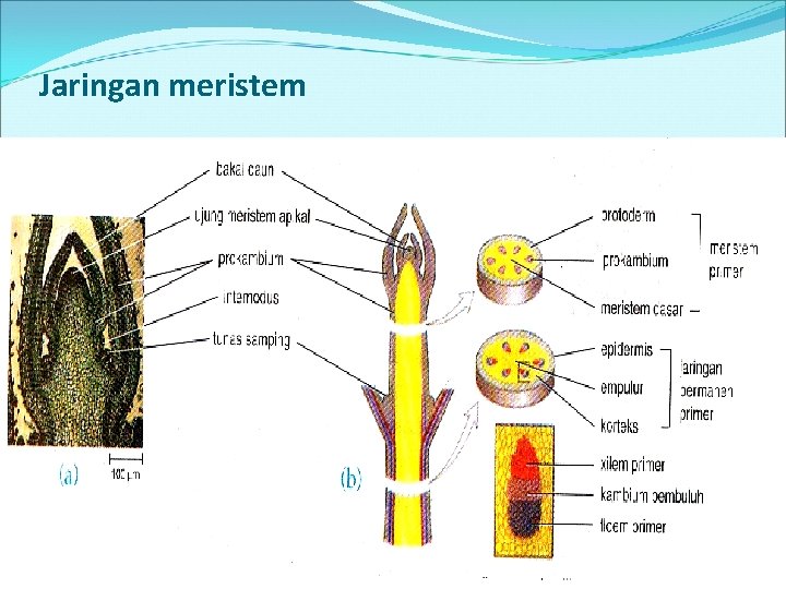 Jaringan meristem Jaringan meristem