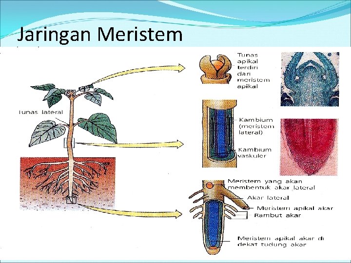 Jaringan Meristem 