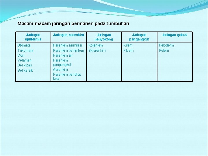 Macam-macam jaringan permanen pada tumbuhan Jaringan epidermis Stomata Trikomata Duri Velamen Sel kipas Sel