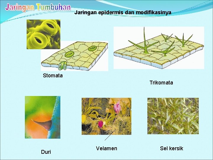 Jaringan epidermis dan modifikasinya Stomata Trikomata Duri Velamen Sel kersik 