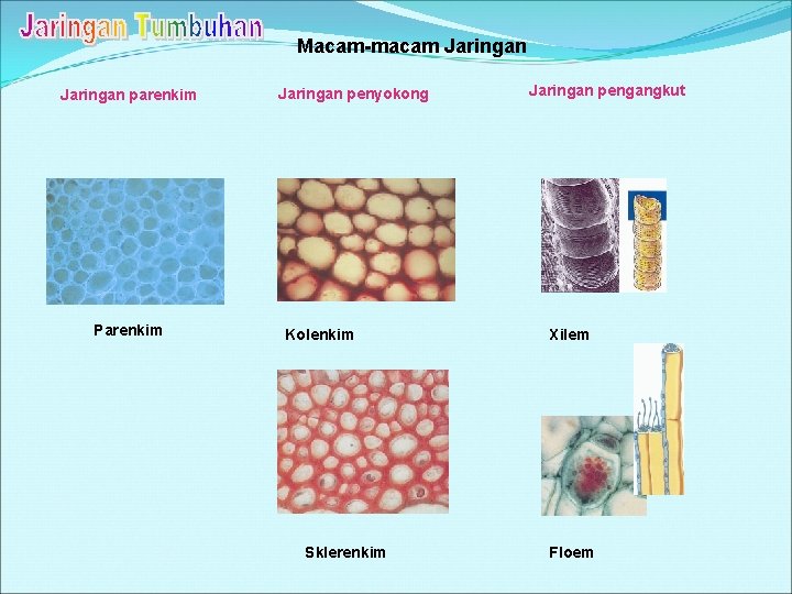 Macam-macam Jaringan parenkim Parenkim Jaringan penyokong Kolenkim Sklerenkim Jaringan pengangkut Xilem Floem 