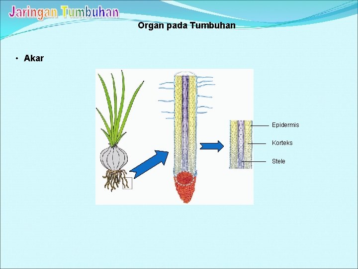 Organ pada Tumbuhan • Akar Epidermis Korteks Stele Organ pada Tumbuhan • Akar Epidermis Korteks Stele