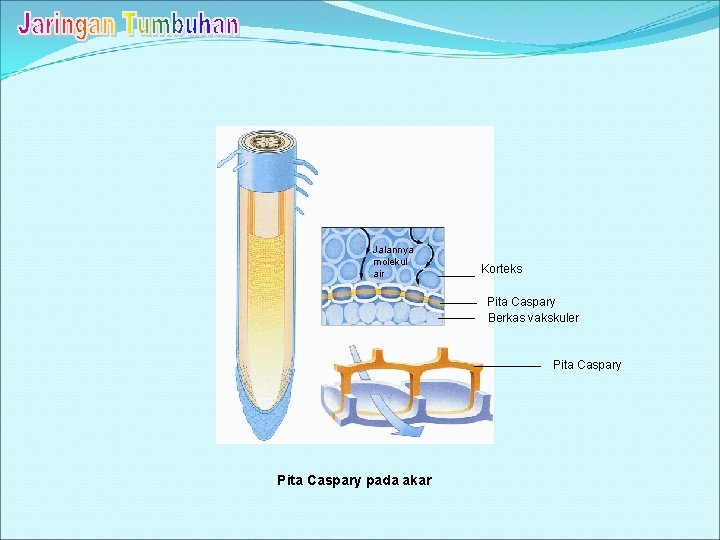 Jalannya molekul air Korteks Pita Caspary Berkas vakskuler Pita Caspary pada akar 