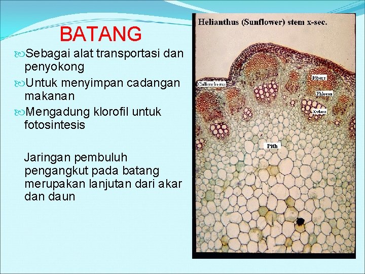 BATANG Sebagai alat transportasi dan penyokong Untuk menyimpan cadangan makanan Mengadung klorofil untuk fotosintesis