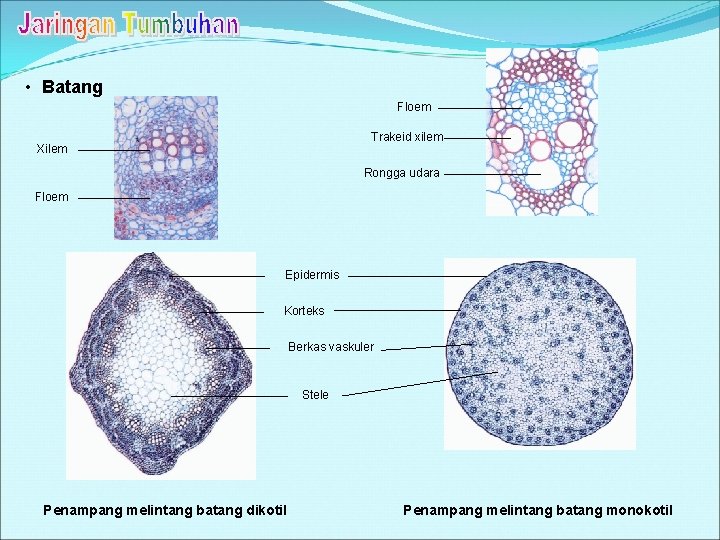 • Batang Floem Trakeid xilem Xilem Rongga udara Floem Epidermis Korteks Berkas vaskuler • Batang Floem Trakeid xilem Xilem Rongga udara Floem Epidermis Korteks Berkas vaskuler
