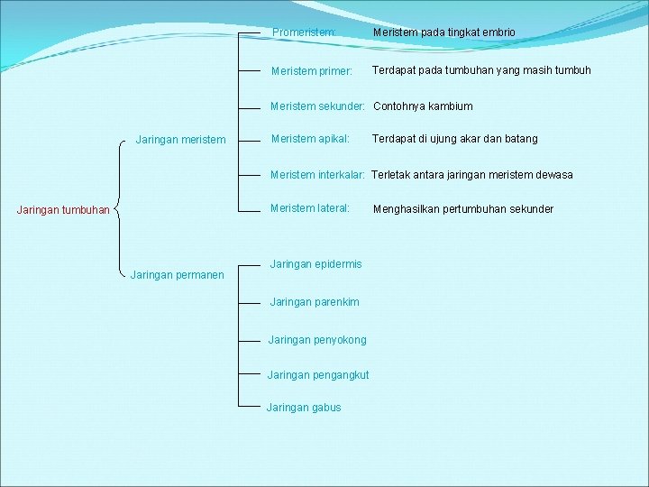 Promeristem: Meristem pada tingkat embrio Meristem primer: Terdapat pada tumbuhan yang masih tumbuh Meristem