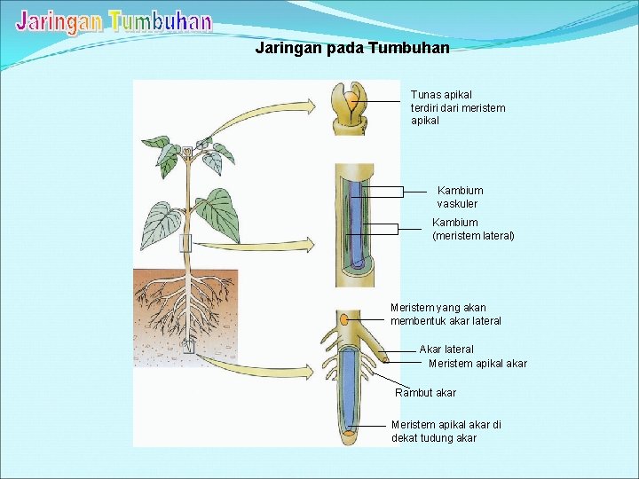 Jaringan pada Tumbuhan Tunas apikal terdiri dari meristem apikal Kambium vaskuler Kambium (meristem lateral)