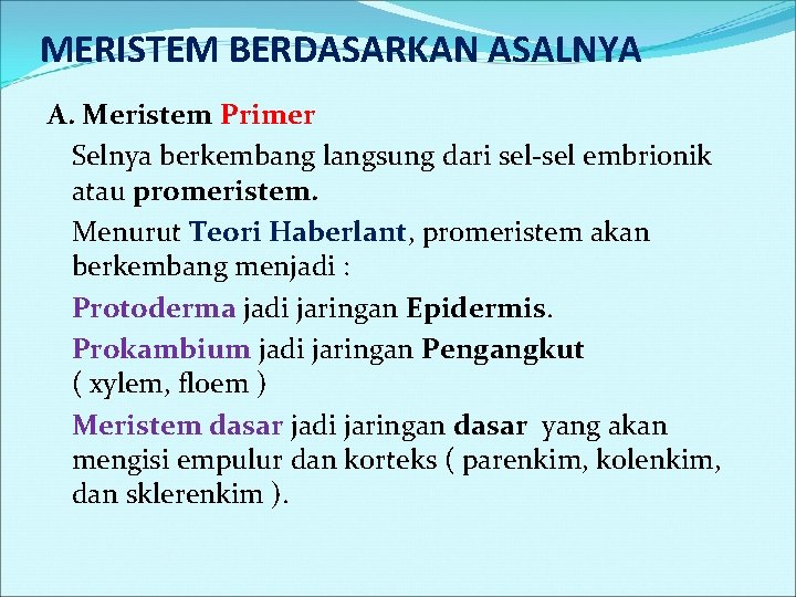 MERISTEM BERDASARKAN ASALNYA A. Meristem Primer Selnya berkembang langsung dari sel-sel embrionik atau promeristem.