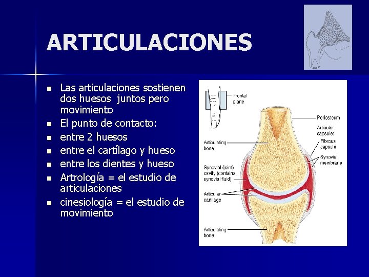 Cual Es La Ciencia Que Estudia Las Articulaciones