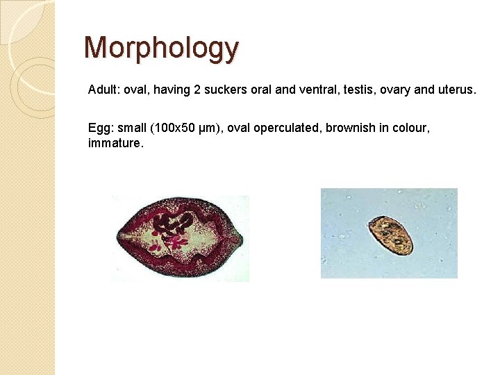 Morphology Adult: oval, having 2 suckers oral and ventral, testis, ovary and uterus. Egg: