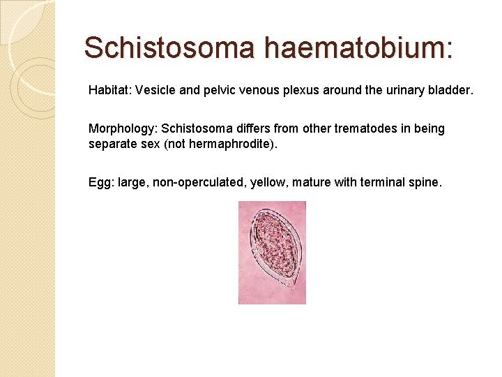 Schistosoma haematobium: Habitat: Vesicle and pelvic venous plexus around the urinary bladder. Morphology: Schistosoma