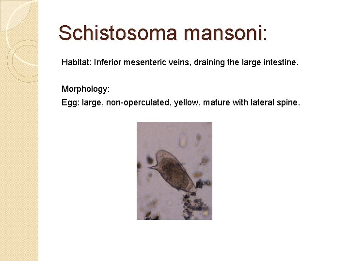 Schistosoma mansoni: Habitat: Inferior mesenteric veins, draining the large intestine. Morphology: Egg: large, non-operculated,