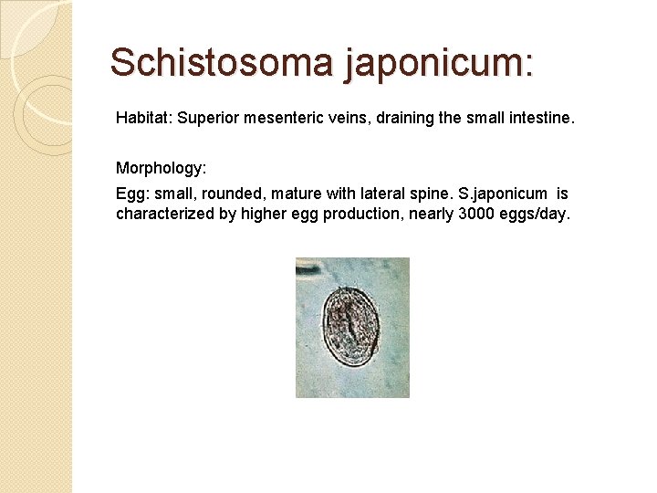 Schistosoma japonicum: Habitat: Superior mesenteric veins, draining the small intestine. Morphology: Egg: small, rounded,