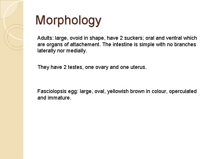 Morphology Adults: large, ovoid in shape, have 2 suckers; oral and ventral which are