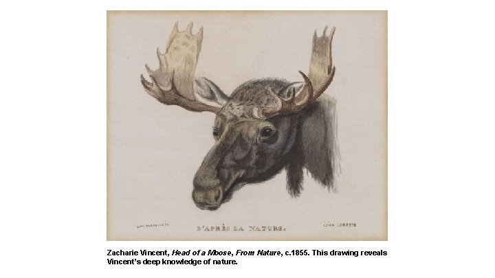 Zacharie Vincent, Head of a Moose, From Nature, c. 1855. This drawing reveals Vincent’s