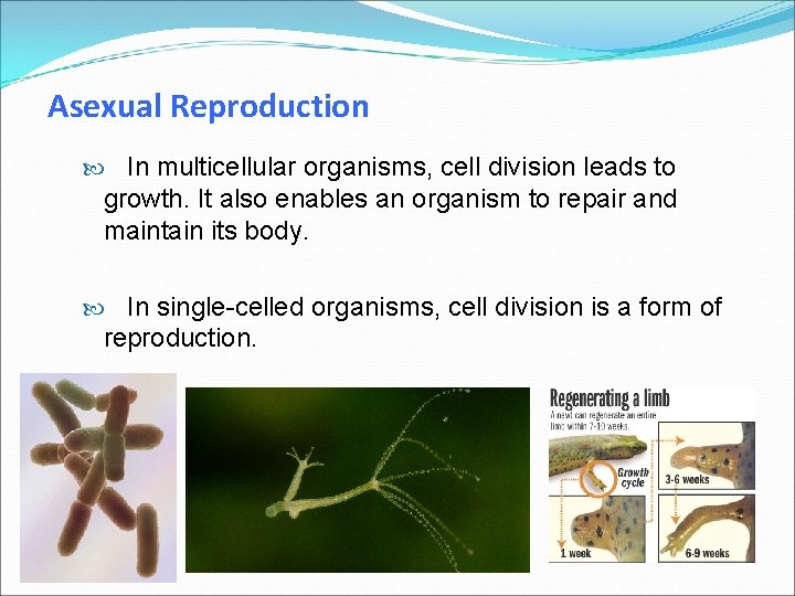 Asexual Reproduction In multicellular organisms, cell division leads to growth. It also enables an
