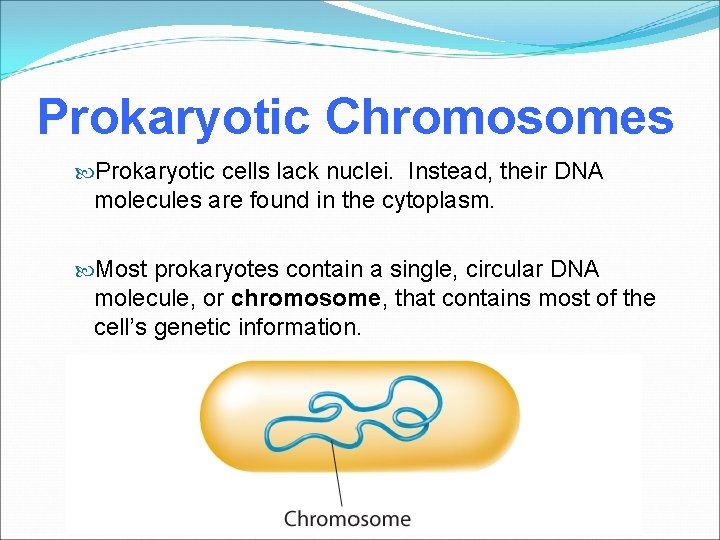 Prokaryotic Chromosomes Prokaryotic cells lack nuclei. Instead, their DNA molecules are found in the