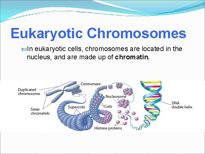 Eukaryotic Chromosomes In eukaryotic cells, chromosomes are located in the nucleus, and are made