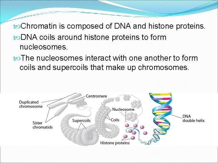  Chromatin is composed of DNA and histone proteins. DNA coils around histone proteins