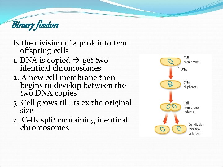 Binary fission Is the division of a prok into two offspring cells 1. DNA