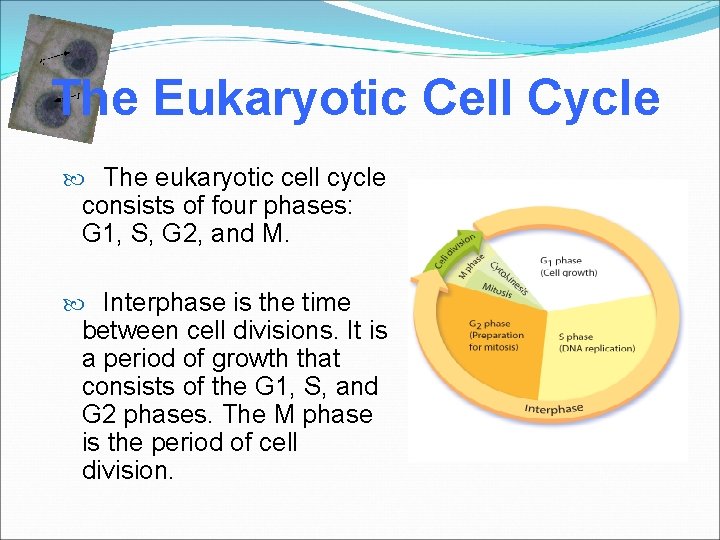 The Eukaryotic Cell Cycle The eukaryotic cell cycle consists of four phases: G 1,