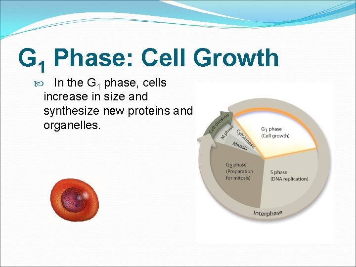 G 1 Phase: Cell Growth In the G 1 phase, cells increase in size