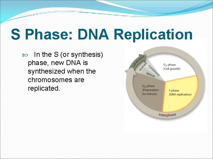 S Phase: DNA Replication In the S (or synthesis) phase, new DNA is synthesized