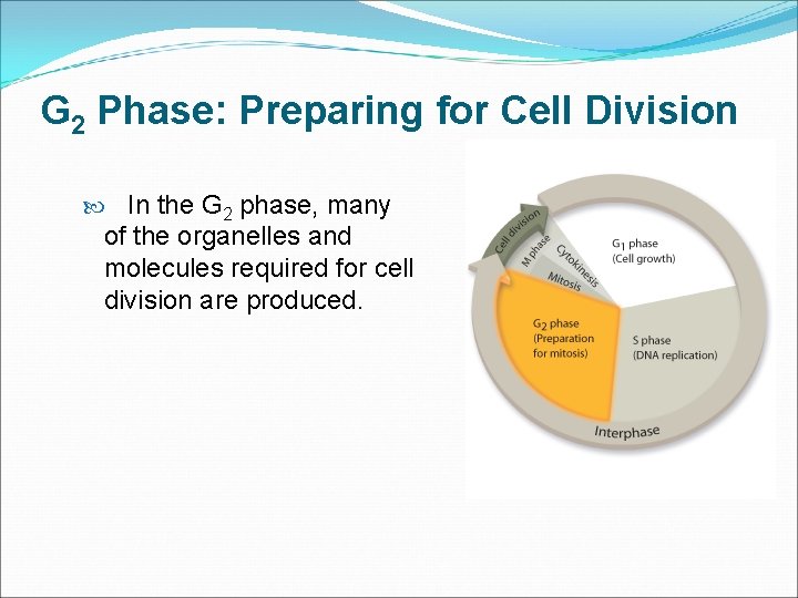 G 2 Phase: Preparing for Cell Division In the G 2 phase, many of
