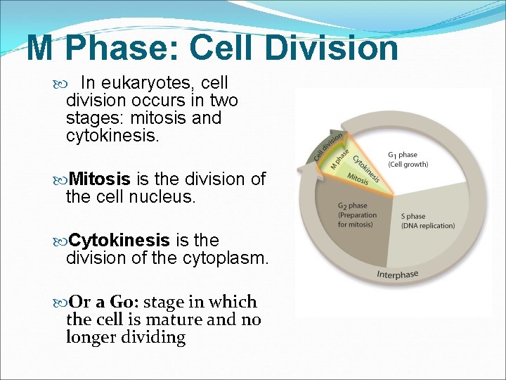M Phase: Cell Division In eukaryotes, cell division occurs in two stages: mitosis and
