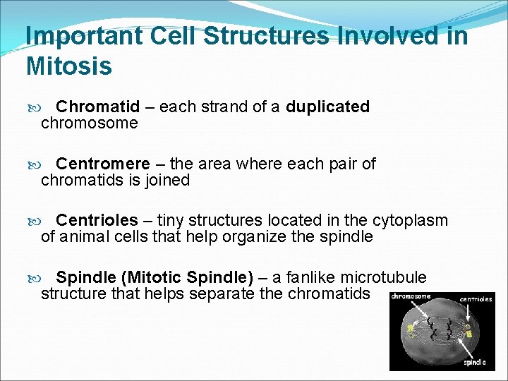 Important Cell Structures Involved in Mitosis Chromatid – each strand of a duplicated chromosome