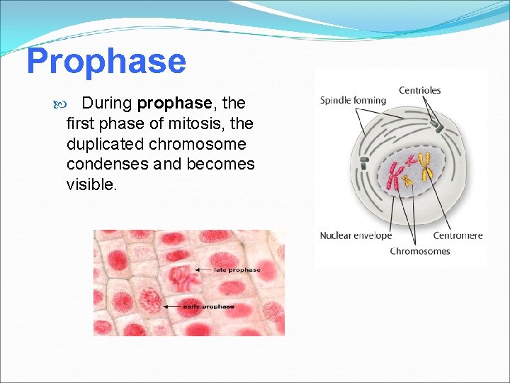 Prophase During prophase, the first phase of mitosis, the duplicated chromosome condenses and becomes