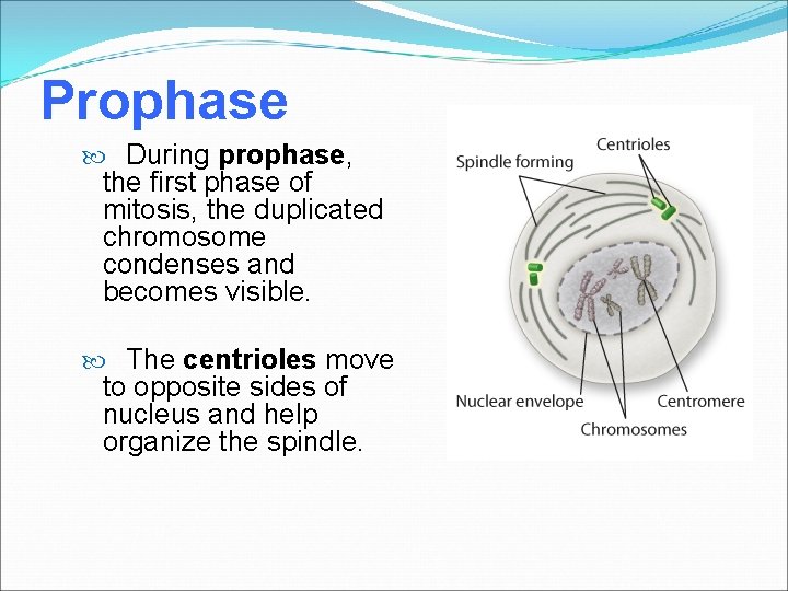 Prophase During prophase, the first phase of mitosis, the duplicated chromosome condenses and becomes