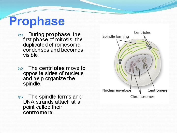 Prophase During prophase, the first phase of mitosis, the duplicated chromosome condenses and becomes