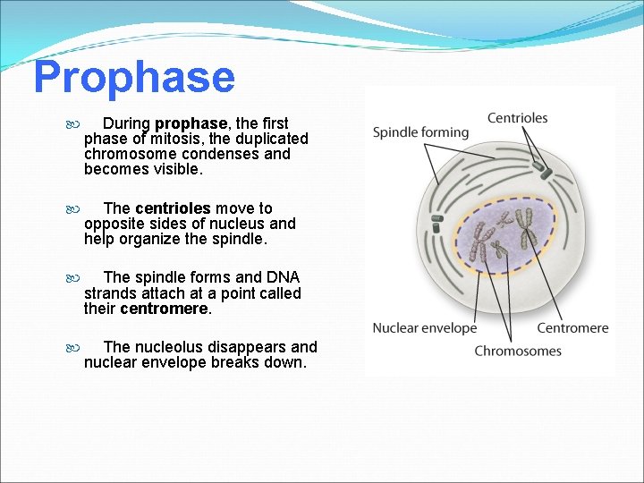 Prophase During prophase, the first phase of mitosis, the duplicated chromosome condenses and becomes