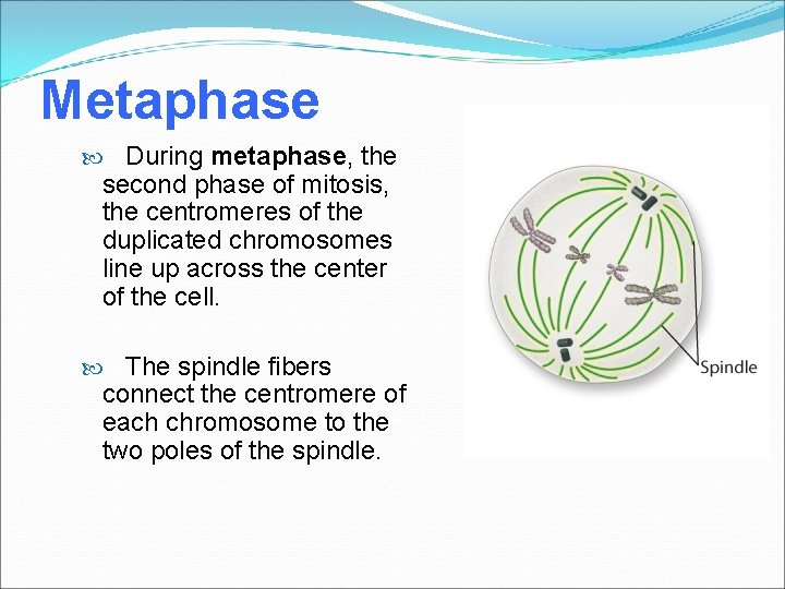 Metaphase During metaphase, the second phase of mitosis, the centromeres of the duplicated chromosomes