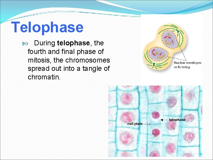 Telophase During telophase, the fourth and final phase of mitosis, the chromosomes spread out
