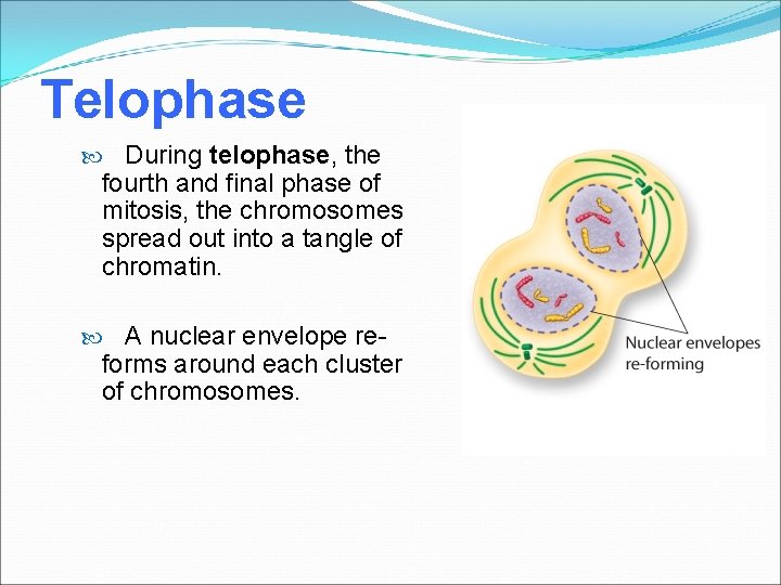 Telophase During telophase, the fourth and final phase of mitosis, the chromosomes spread out